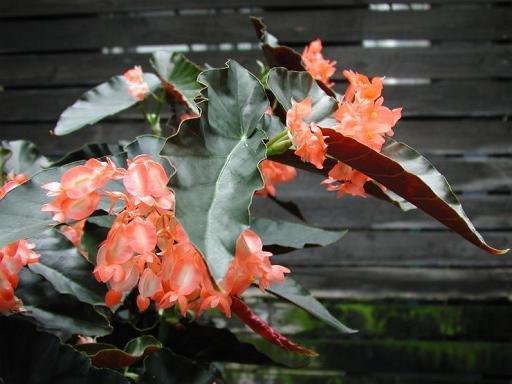 B. ‘Mizuki’